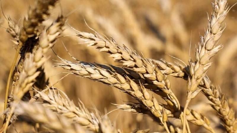 32 مليون طن صادرات أوكرانيا من الحبوب خلال 2024