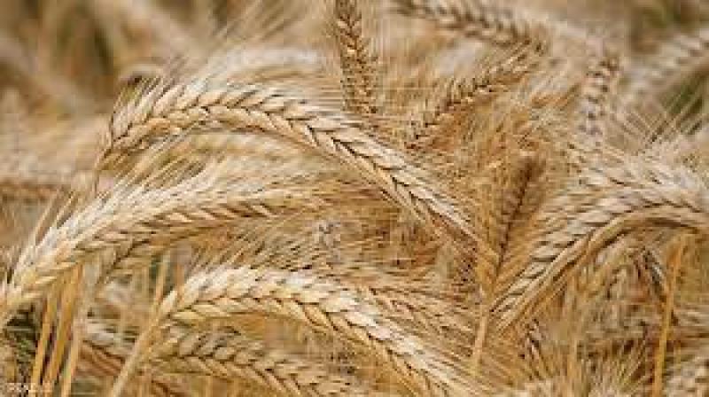 نصائح هامة لتعزيز إنتاجية محصول القمح