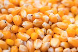 جنوب إفريقيا ترفع حجم المساحة المزروعة بمحصول الذرة بنسبة 2%