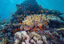 كاوست ونيوم تكشفان عن أكبر مشروع لإحياء الشعاب المرجانية في العالم